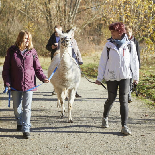 Zwei Frauen führen ein Lama bei einer Herbstwanderung im Park – Lama-Trekking auf sonnigem Waldweg.